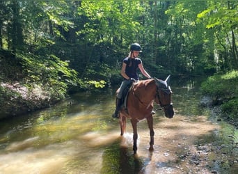 NRPS, Wallach, 14 Jahre, 150 cm, Dunkelfuchs