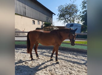 NRPS, Wallach, 14 Jahre, 150 cm, Dunkelfuchs
