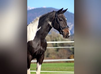 NRPS, Wallach, 14 Jahre, 160 cm