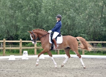 NRPS, Wallach, 14 Jahre, 168 cm, Sabino