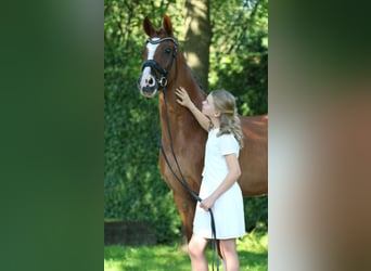 NRPS, Wallach, 15 Jahre, 149 cm, Fuchs