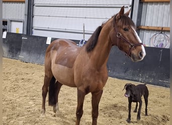 NRPS, Wallach, 16 Jahre, 146 cm, Dunkelfuchs