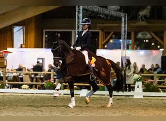 NRPS, Wallach, 17 Jahre, 148 cm, Schwarzbrauner