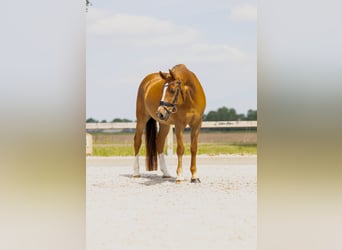 NRPS, Wallach, 18 Jahre, 148 cm, Rotfuchs