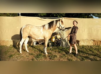 NRPS Mix, Wallach, 2 Jahre, 142 cm, Falbe