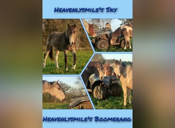 NRPS Mix, Wallach, 2 Jahre, 142 cm, Falbe