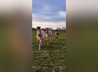 NRPS Mix, Wallach, 2 Jahre, 142 cm, Falbe
