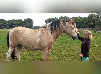 NRPS Mix, Wallach, 2 Jahre, 142 cm, Falbe