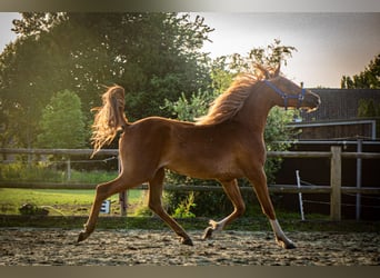 NRPS, Wallach, 2 Jahre, 142 cm, Rotfuchs