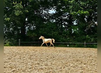 NRPS, Wallach, 2 Jahre, 150 cm, Perlino