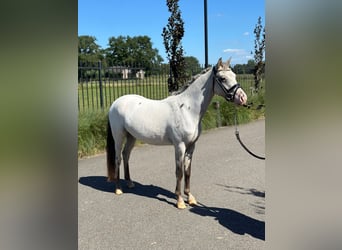 NRPS, Wallach, 3 Jahre, 126 cm, Tigerschecke