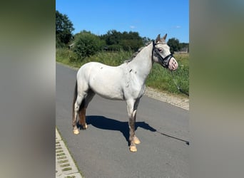 NRPS, Wallach, 3 Jahre, 126 cm, Tigerschecke