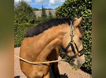 NRPS, Wallach, 3 Jahre, 136 cm, Falbe
