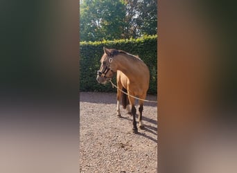 NRPS, Wallach, 3 Jahre, 136 cm, Falbe