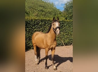 NRPS, Wallach, 3 Jahre, 136 cm, Falbe