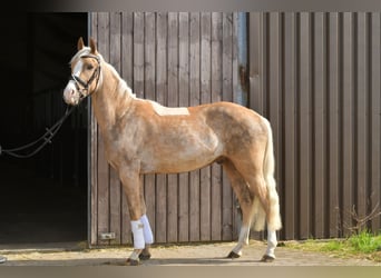 NRPS, Wallach, 3 Jahre, 142 cm, Palomino