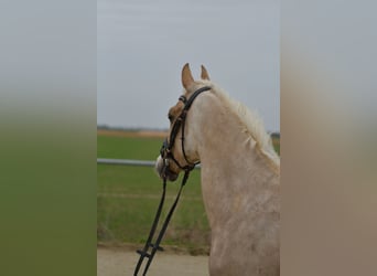NRPS, Wallach, 3 Jahre, 142 cm, Palomino