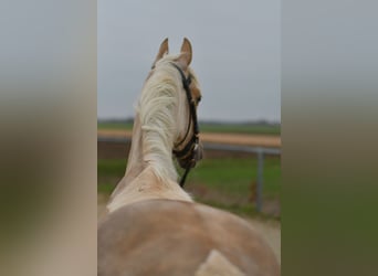 NRPS, Wallach, 3 Jahre, 142 cm, Palomino