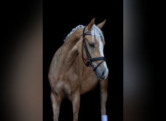 NRPS, Wallach, 3 Jahre, 145 cm, Palomino