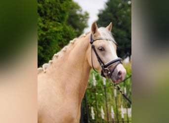 NRPS, Wallach, 3 Jahre, 145 cm, Palomino
