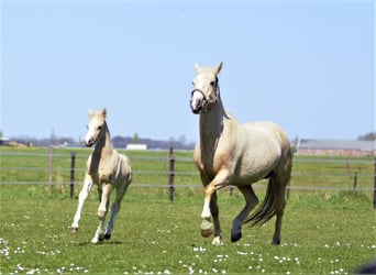 NRPS, Wallach, 3 Jahre, 145 cm, Palomino