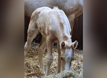 NRPS, Wallach, 3 Jahre, 145 cm, Palomino