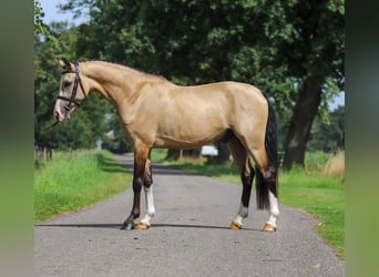 NRPS, Wallach, 3 Jahre, 147 cm, Buckskin