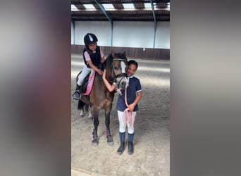 NRPS, Wallach, 3 Jahre, 147 cm, Dunkelfuchs