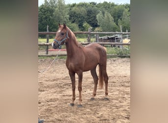 NRPS, Wallach, 3 Jahre, 147 cm, Dunkelfuchs