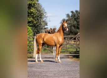 NRPS, Wallach, 3 Jahre, 147 cm, Palomino