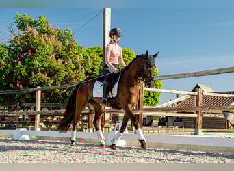 NRPS, Wallach, 3 Jahre, 148 cm, Schwarzbrauner