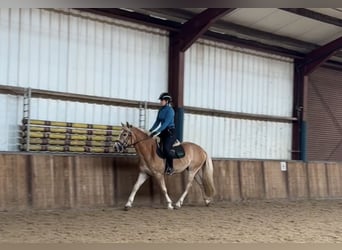 NRPS, Wallach, 3 Jahre, 151 cm, Palomino