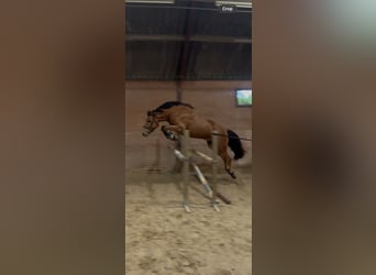 NRPS Mix, Wallach, 3 Jahre, 152 cm, Brauner