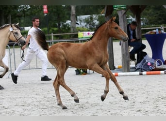 NRPS Mix, Wallach, 3 Jahre, 152 cm, Brauner
