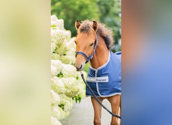 NRPS Mix, Wallach, 3 Jahre, 152 cm, Brauner