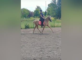 NRPS, Wallach, 3 Jahre, 154 cm, Palomino