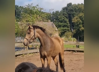 NRPS, Wallach, 3 Jahre, 156 cm, Falbe
