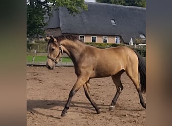 NRPS, Wallach, 3 Jahre, 156 cm, Falbe