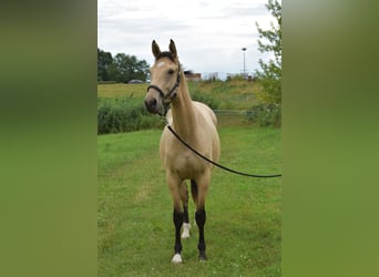 NRPS, Wallach, 3 Jahre, 157 cm