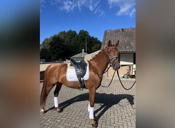 NRPS, Wallach, 3 Jahre, 165 cm, Rotfuchs