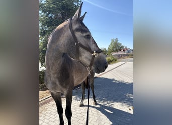 NRPS, Wallach, 3 Jahre, 172 cm