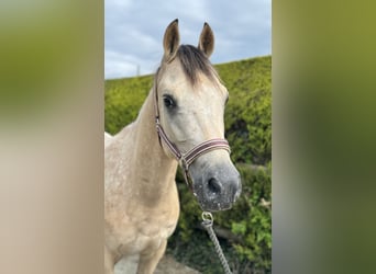 NRPS, Wallach, 4 Jahre, 141 cm, Falbe