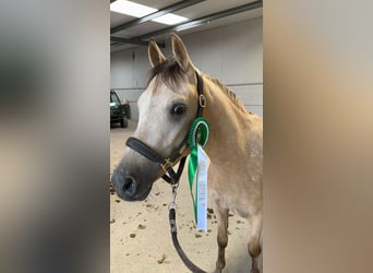 NRPS, Wallach, 4 Jahre, 141 cm, Falbe
