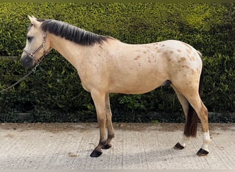 NRPS, Wallach, 4 Jahre, 141 cm, Falbe