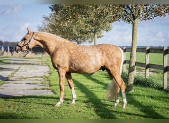 NRPS, Wallach, 4 Jahre, 145 cm, Palomino
