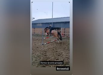 NRPS, Wallach, 4 Jahre, 146 cm, Falbe