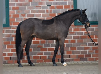NRPS, Wallach, 4 Jahre, 146 cm, Schwarzbrauner