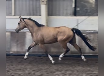 NRPS, Wallach, 4 Jahre, 147 cm, Buckskin