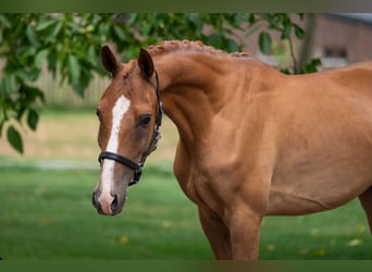 NRPS, Wallach, 4 Jahre, 148 cm, Fuchs