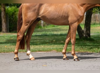 NRPS, Wallach, 4 Jahre, 148 cm, Fuchs